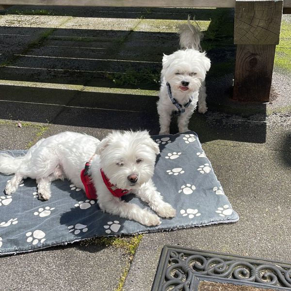 Max, Pip uit Maasdam zoekt een Hondenoppas