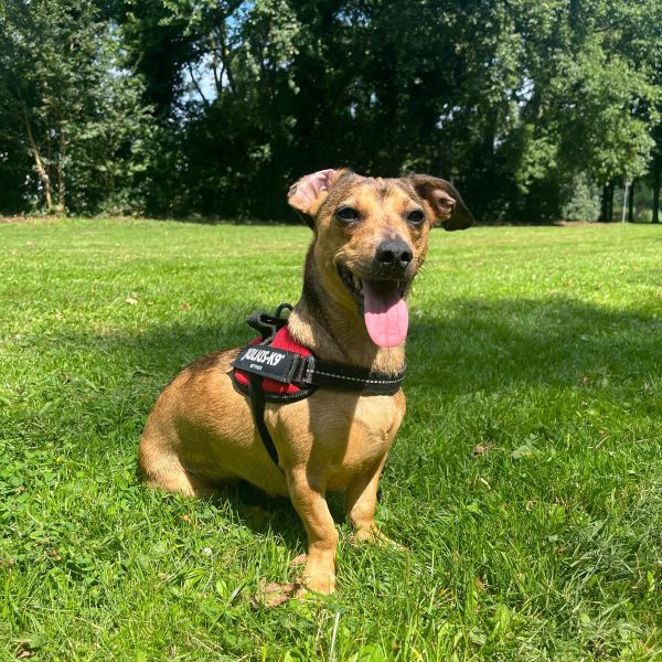 Winnie uit Hilversum zoekt een Hondenoppas
