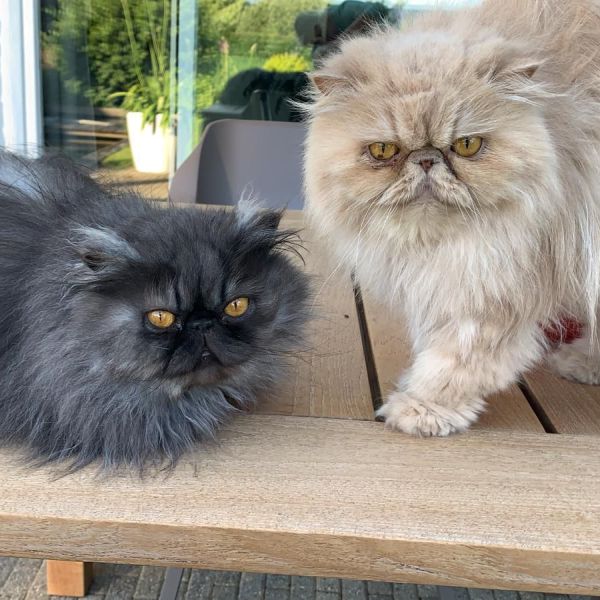 Boy, angy uit Steenderen zoekt een Kattenoppas