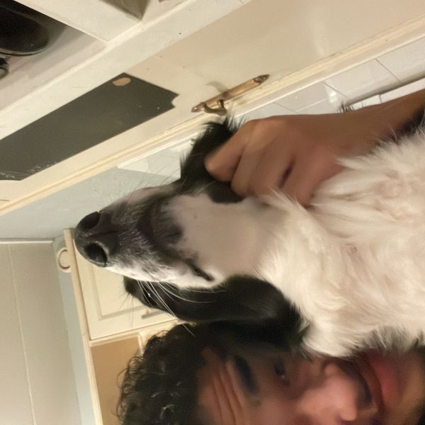 Huisdierenoppas Brady uit Brummen