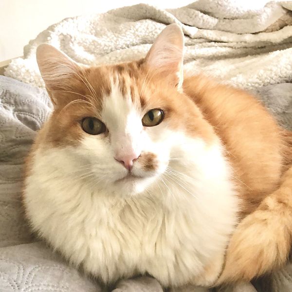 Kruimeltje, Tommy, Daisy uit Meterik zoekt een Kattenoppas