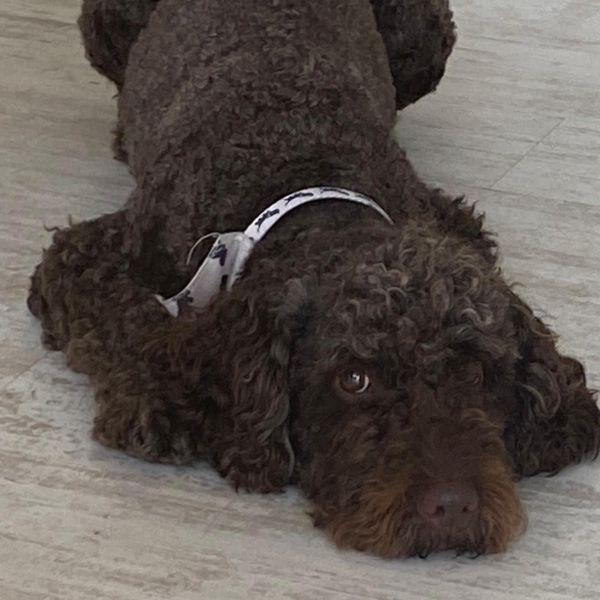 Archie uit Sneek zoekt een Hondenoppas