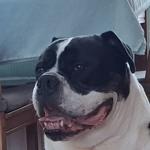Hondenoppas marcel uit Arnhem
