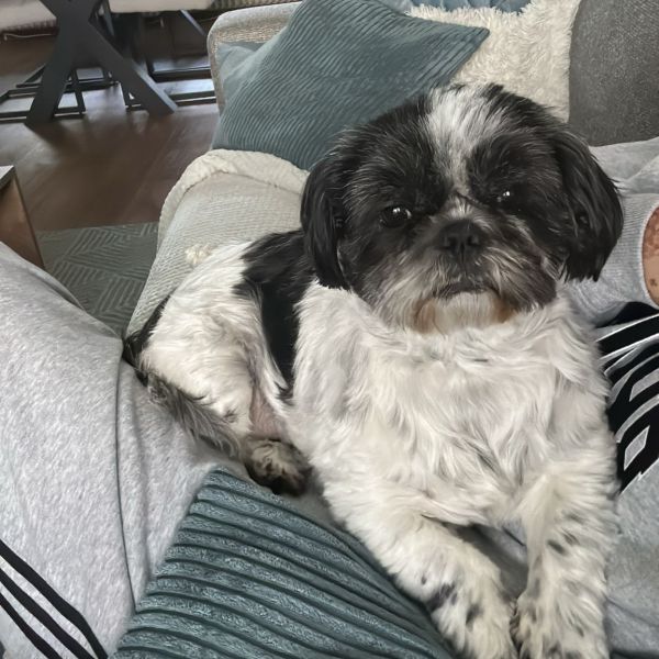 Pepper, Teun uit Nieuw-Vennep zoekt een Hondenoppas