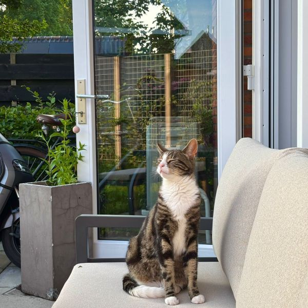 Dex uit Zuidhorn zoekt een Kattenoppas