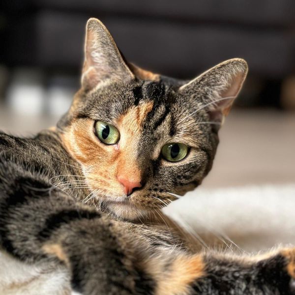 Tante Mia, Miss Lucky uit Almere zoekt een Kattenoppas