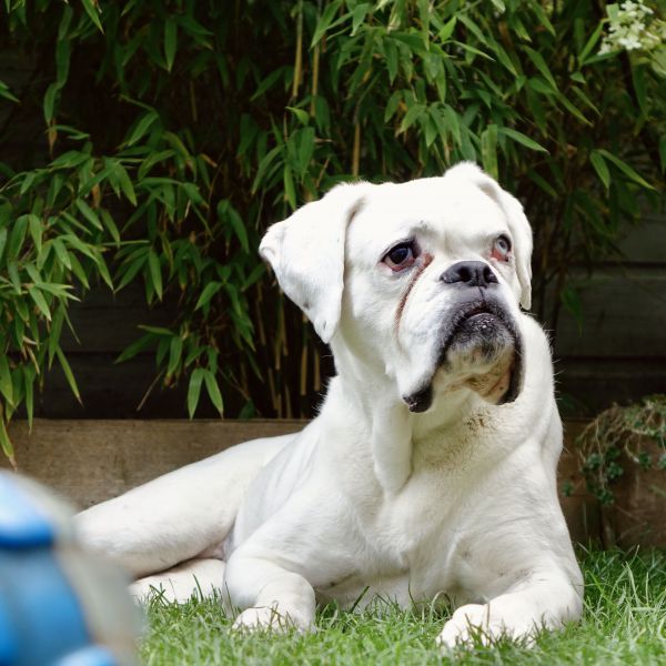 Pepper uit De Zilk zoekt een Hondenoppas