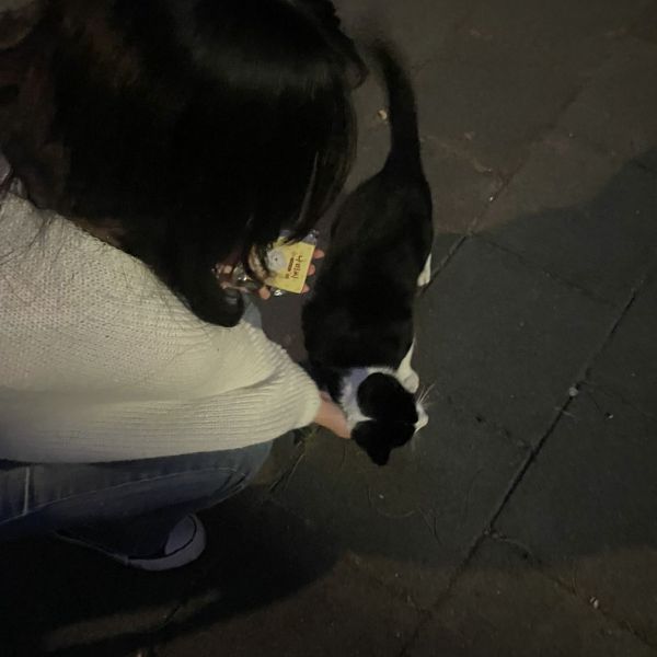 Kattenoppas Sabrina uit Oegstgeest