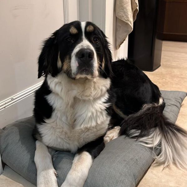 Ollie uit Drachten zoekt een Hondenoppas