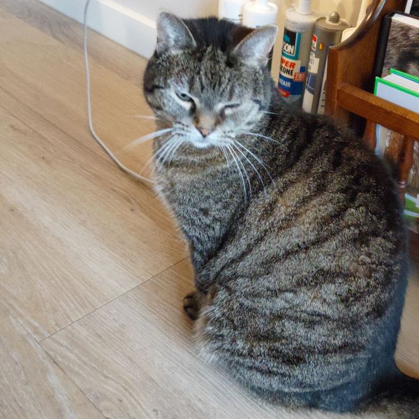Wicky uit Brummen zoekt een Kattenoppas