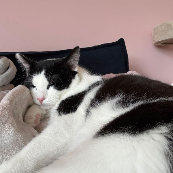 Wasabi uit Zoetermeer zoekt een Kattenoppas