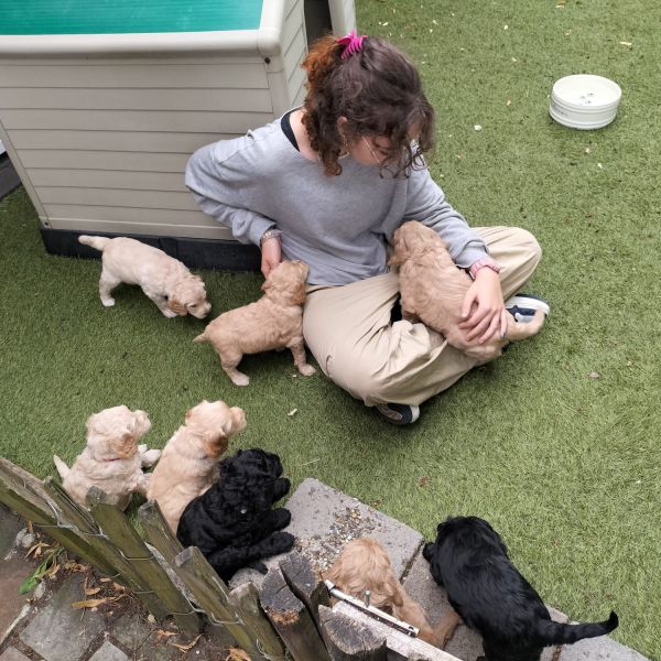 Huisdierenoppas Joleijn uit Veldhoven