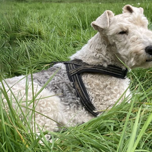 Hondenoppas Leo uit Ubachsberg