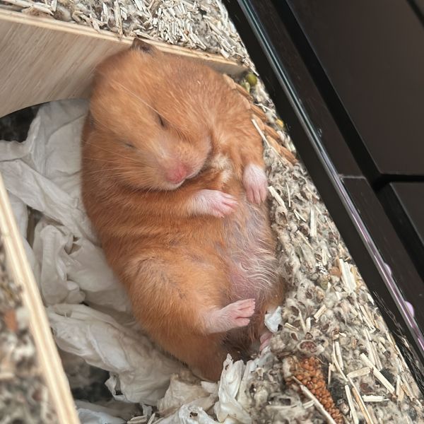 Tiaki uit Sittard zoekt een Knaagdierenoppas