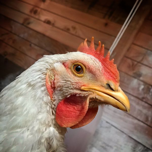 Kippen uit Bavel zoekt een Vogeloppas