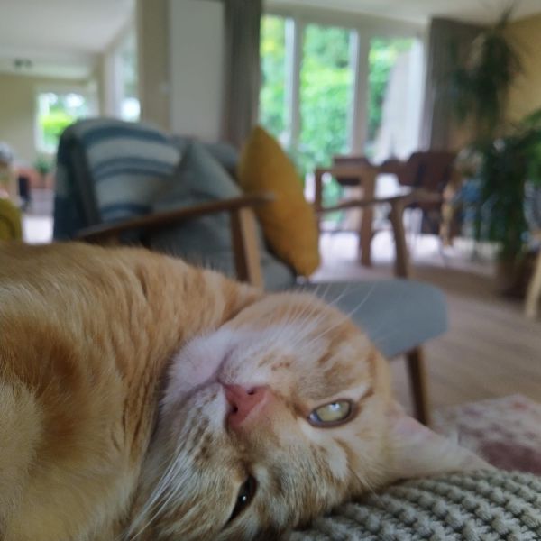 Kapitein Iglo uit Paterswolde zoekt een Kattenoppas