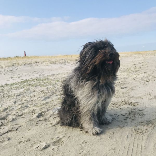 Ollie uit Heemstede zoekt een Hondenoppas