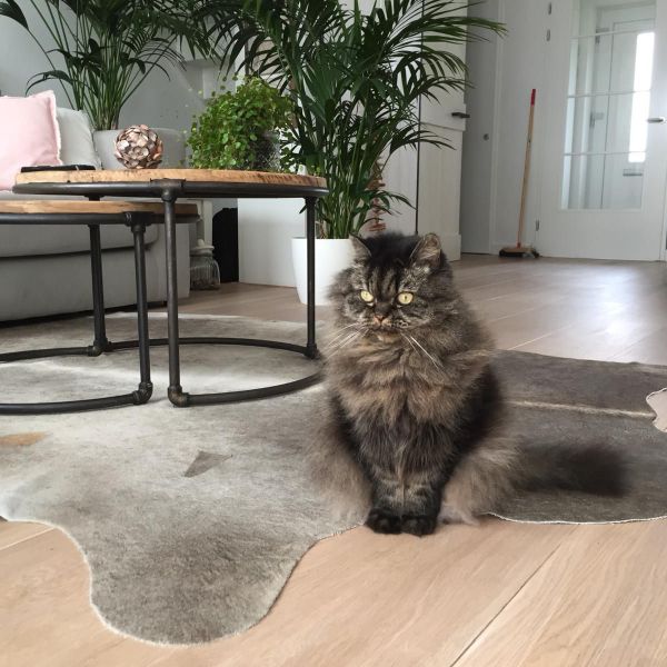 Puck uit Culemborg zoekt een Kattenoppas