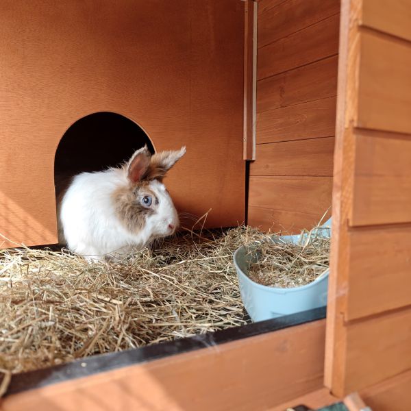 Bambi, Stampertje uit Hengelo zoekt een Knaagdierenoppas