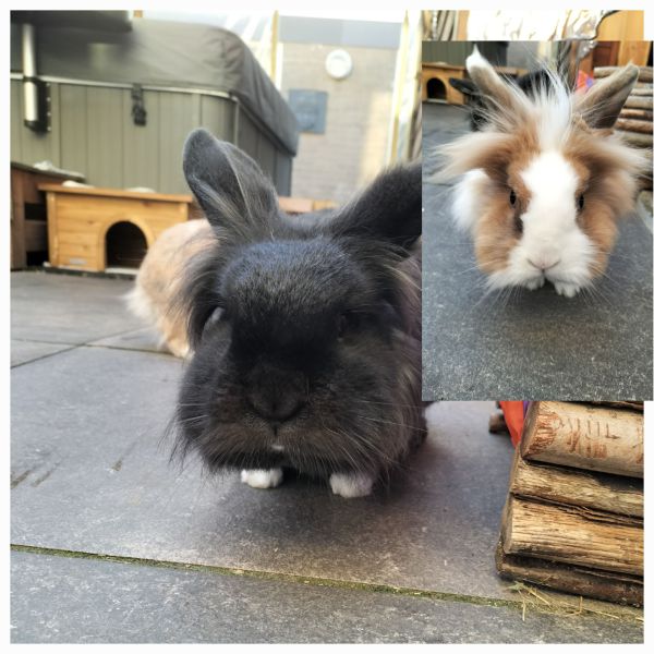 Snoopie, Wappie uit 'S-Hertogenbosch zoekt een Knaagdierenoppas