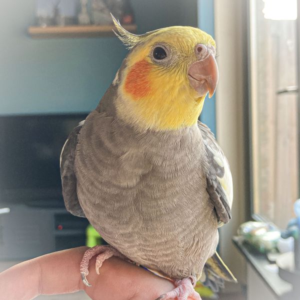 Pietje, Cleo uit Lekkerkerk zoekt een Vogeloppas