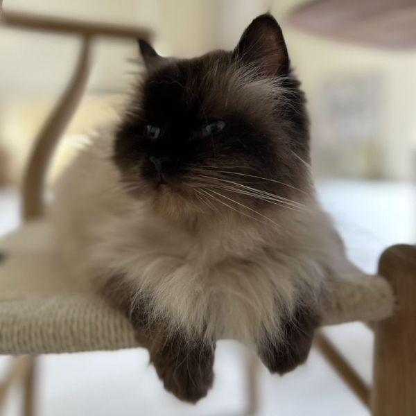 Nina, Elvis uit Beilen zoekt een Kattenoppas