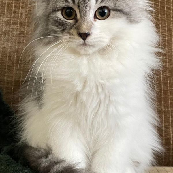 Lara, Pluis uit Nijverdal zoekt een Kattenoppas