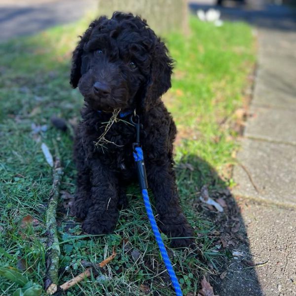 Ollie uit Zeist zoekt een Hondenoppas