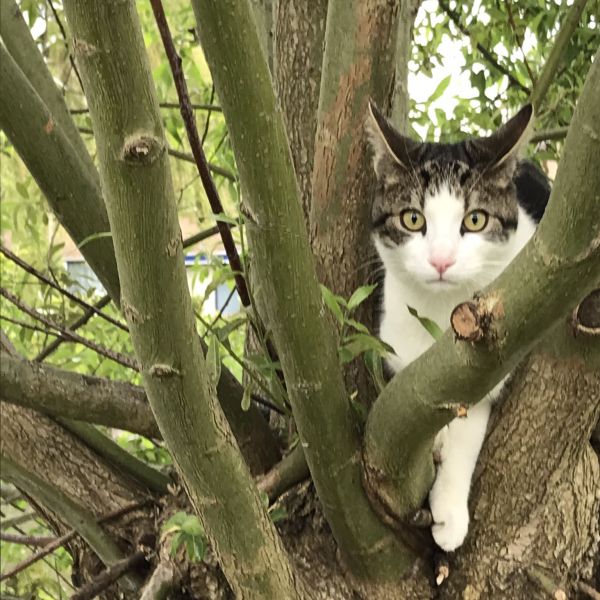 Mac uit Nootdorp zoekt een Kattenoppas