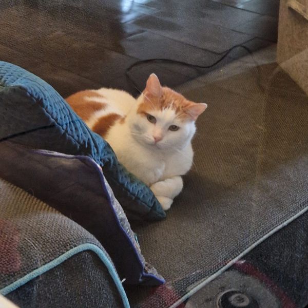Anouk uit Utrecht zoekt een Kattenoppas
