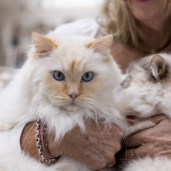 Max de kater, Snoes uit Sittard zoekt een Kattenoppas