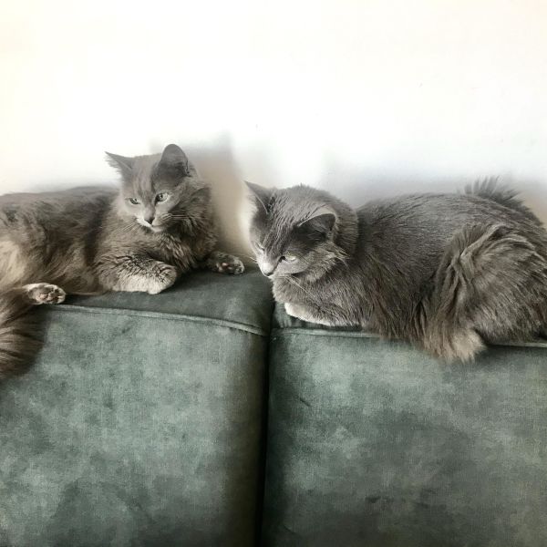 Pluisje en Poesjka uit Amsterdam zoekt een Kattenoppas
