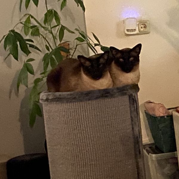 Huisdierenoppas Diana uit Kaatsheuvel