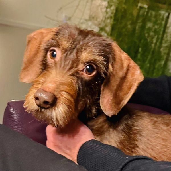 Jake uit Oosterhout zoekt een Hondenoppas