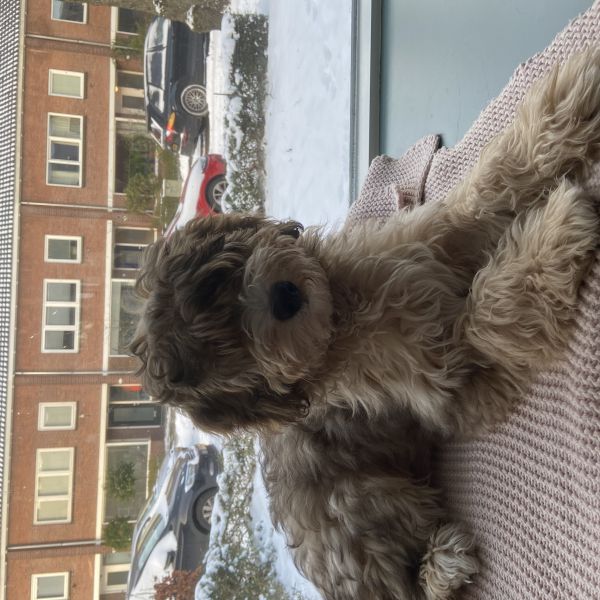 Frodo uit Groningen zoekt een Hondenoppas