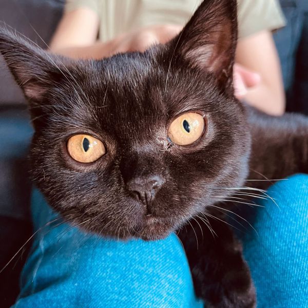 Moos, Milou uit Berkel En Rodenrijs zoekt een Kattenoppas