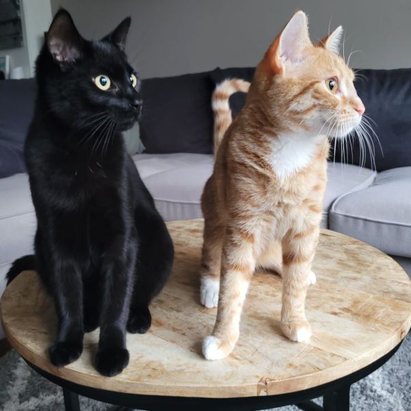 Ombra, Sole uit Meppel zoekt een Kattenoppas