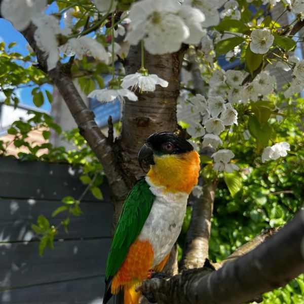 izci uit Alphen Aan Den Rijn zoekt een Vogeloppas