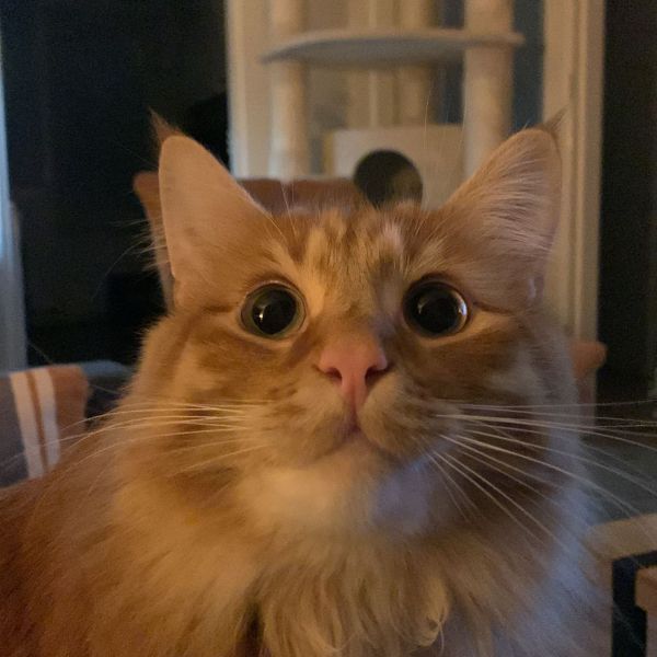 Obi (wan Kenobi), Kylo uit Dordrecht zoekt een huisdierenoppas