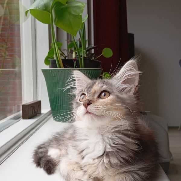 Elsa, Nani uit Varsseveld zoekt een Kattenoppas