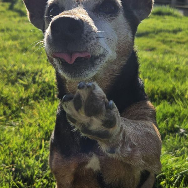 Pip uit Groesbeek zoekt een Hondenoppas