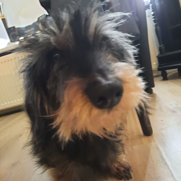 LouLou uit Waspik zoekt een Hondenoppas