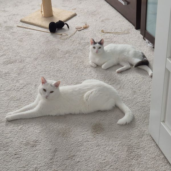 Bas en Kevin uit Zoetermeer zoekt een Kattenoppas