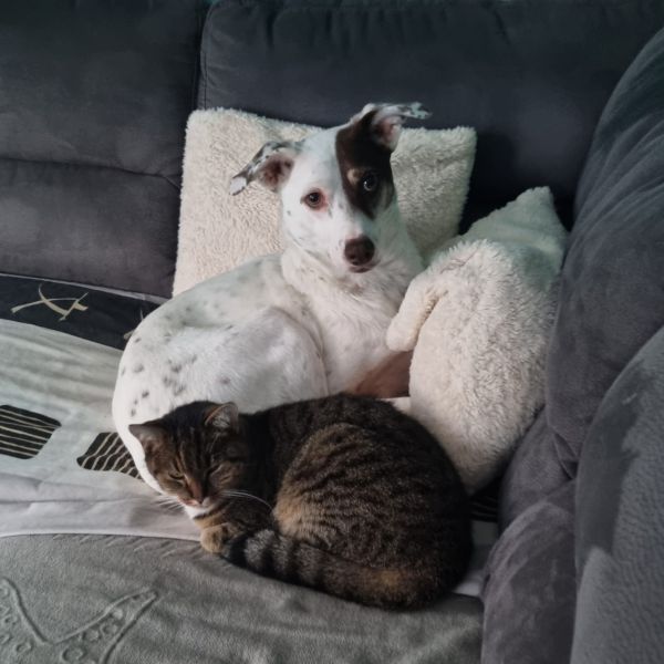 Bodi, Fien uit Goirle zoekt een huisdierenoppas