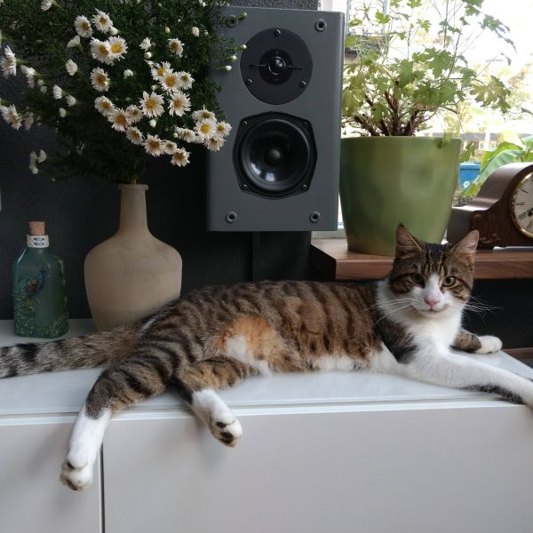 Pepper uit Dieren zoekt een Kattenoppas