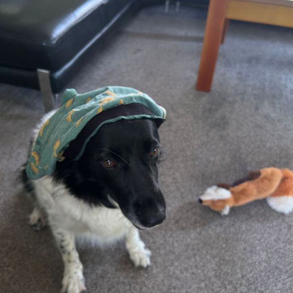 Hondenoppas romy uit Gorinchem