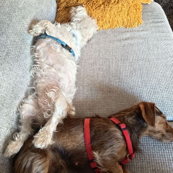 Maevi, Filou uit Leiderdorp zoekt een Hondenoppas