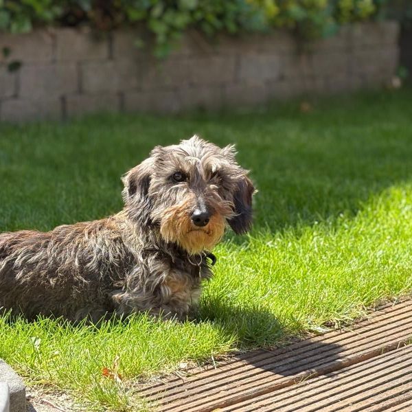 Odie uit Zwolle zoekt een Hondenoppas