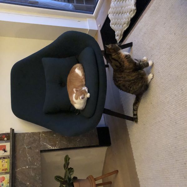 Noortje, Noortje uit Rijswijk zoekt een Kattenoppas