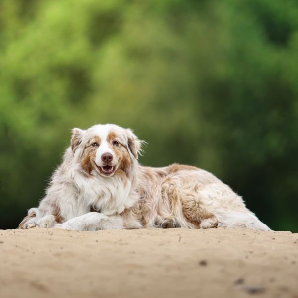 Flame, Smokey, Flash uit Veldhoven zoekt een Hondenoppas